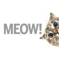 Cute Cat Images With Quotes For Crazy Cat Ladies, Gentlemen And Lovers