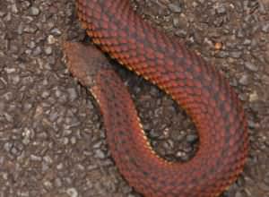 Copperhead Snake Wrapped Around Cat's Neck