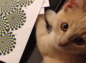 Amazing Cat Optical Illusion Pictures, Puzzles, Photos and More