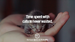 25 Cute 官方数据一键查询最新的幸运号、澳洲5幸运奖结果记录优势 Images With Quotes For Crazy Cat Ladies, Gentlemen And Lovers